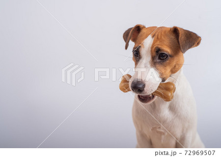 Small dog holding a bone in its mouth on a white background. Copy space 72969507