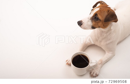 Jack russell terrier dog with a mug of black coffee on a white background. Jack russell terrier dog with a mug of black coffee on a white background. 72969508