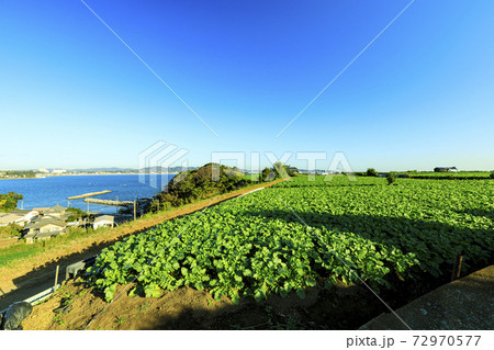 湘南三浦半島の名産・特産の大根畑・キャベツ畑の秋・冬 湘南三浦半島の名産・特産の大根畑・キャベツ畑の秋・冬 72970577