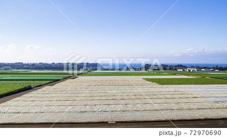 湘南三浦半島の冬の風物詩・名産キャベツ・大根畑の大地 72970690