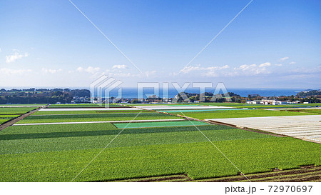 湘南三浦半島の冬の風物詩・名産キャベツ・大根畑の大地 湘南三浦半島の冬の風物詩・名産キャベツ・大根畑の大地 72970697