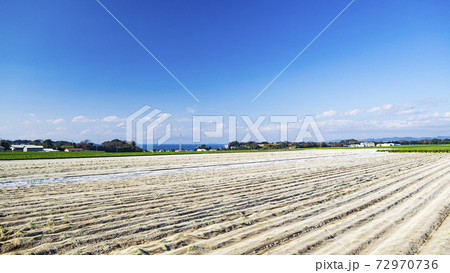 湘南三浦半島の冬の風物詩・名産キャベツ・大根畑の大地 湘南三浦半島の冬の風物詩・名産キャベツ・大根畑の大地 72970736