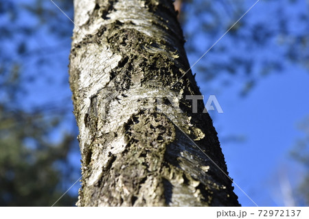 Natural background of the birch tree trunk bark. White wood texture 72972137