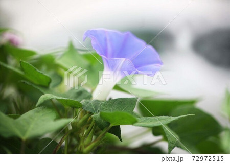 夜明けの朝顔 青色の花の写真素材