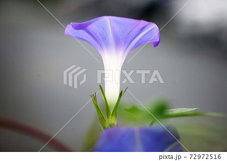 夜明けの朝顔 青色の花の写真素材