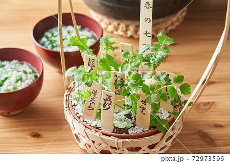 春の七草 春の七草 72973596
