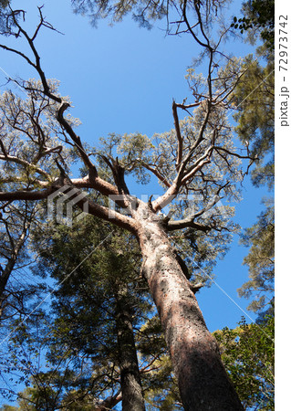 登山道にある赤松の大木の写真素材