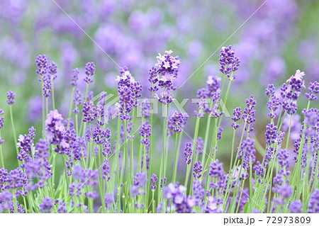 ラベンダー畑 紫色の花 ハーブの写真素材