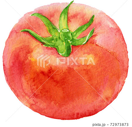 水彩大きな1つのトマトのイラスト素材