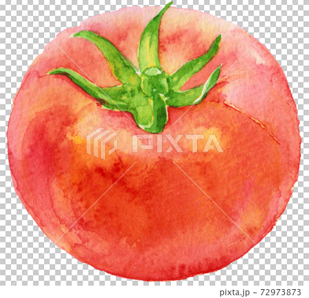 水彩大きな1つのトマトのイラスト素材 [72973873] - PIXTA