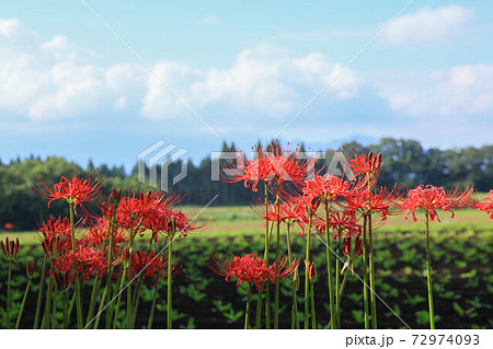 七ツ森古墳群の彼岸花 72974093