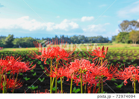 七ツ森古墳群の彼岸花 72974094
