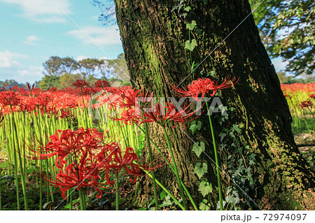 七ツ森古墳群の彼岸花 72974097