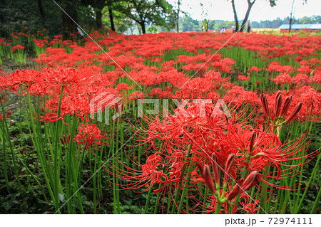 七ツ森古墳群の彼岸花 72974111