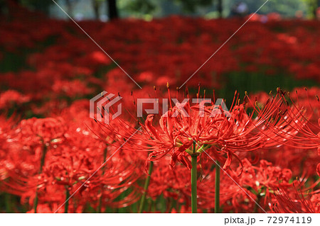 七ツ森古墳群の彼岸花 72974119