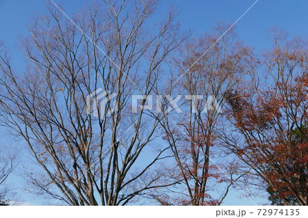 冬の木立と青空 冬の木立と青空 72974135