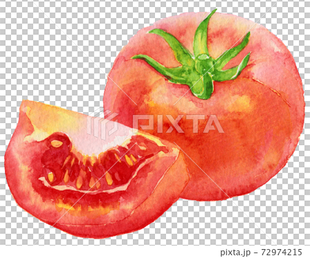 水彩トマトとくし切りのトマトのイラスト素材 [72974215] - PIXTA
