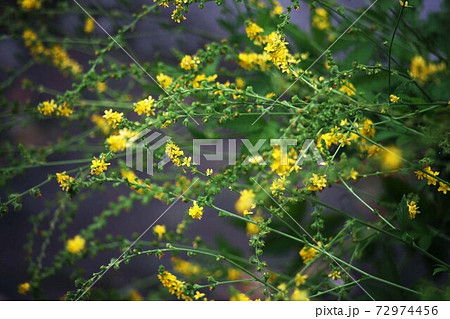 山野草 黄色い金水引の花の写真素材