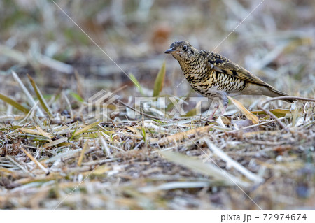 トラツグミ 72974674