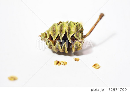 割れたメタセコイアの実と種 72974700