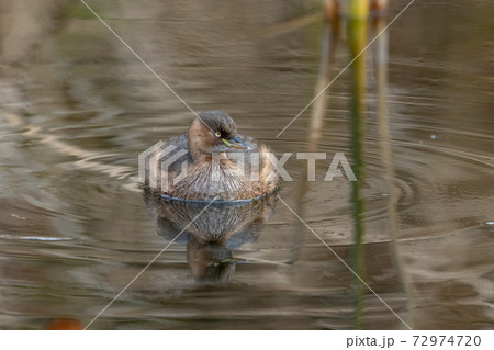 カイツブリ 72974720
