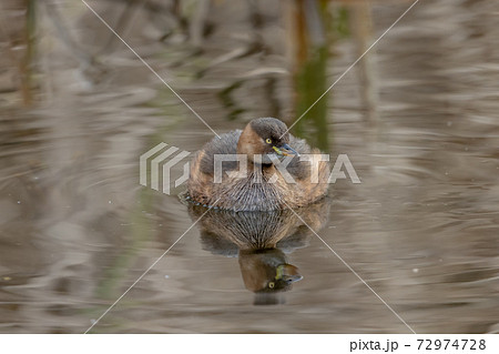 カイツブリ 72974728