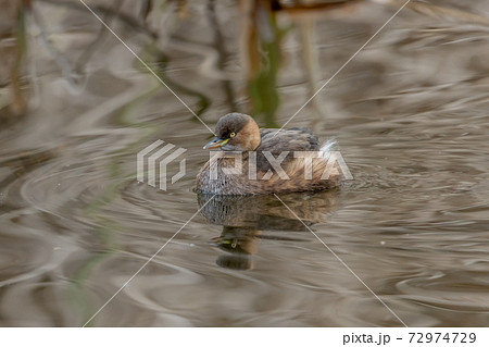 カイツブリ 72974729