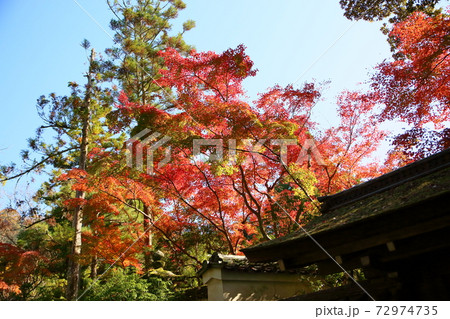 爽やかカエデ紅葉 爽やかカエデ紅葉 72974735