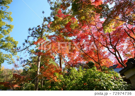 爽やかカエデ紅葉 爽やかカエデ紅葉 72974736