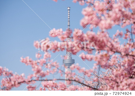 東京スカイツリーと旧中川沿いの河津桜 72974924