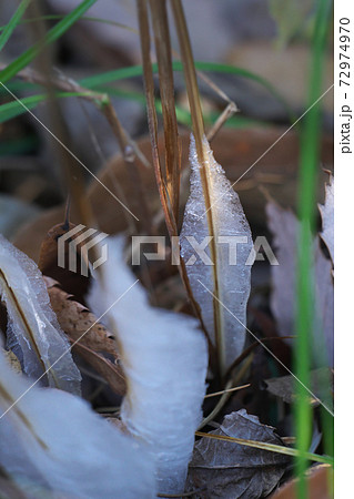 シソ科の多年草シモバシラの茎にできた氷の花　朝日に照らされて綺麗でした 72974970