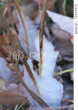 冬の寒い朝、シソ科の多年草シモバシラの茎にできた氷の花(霜柱) 冬の寒い朝、シソ科の多年草シモバシラの茎にできた氷の花(霜柱) 72974972