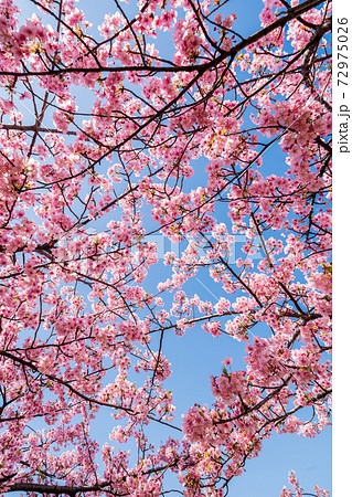 青空と河津桜 青空と河津桜 72975026