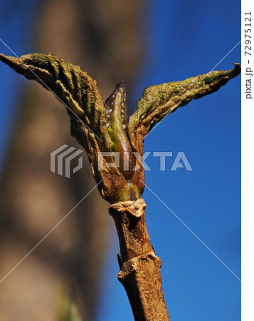 紫陽花の冬芽と葉痕 葉の落ちたあと 葉痕はユニークな 顔 に見えるの写真素材