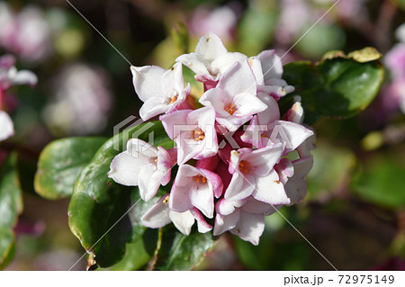 沈丁花 沈丁花 72975149