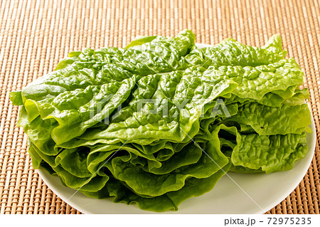 サンチュ。(焼き肉を巻いて食べることの多い野菜) 72975235