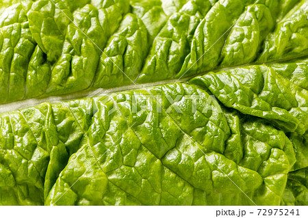 サンチュ(焼き肉を巻いて食べることの多い野菜)のアップ。 72975241