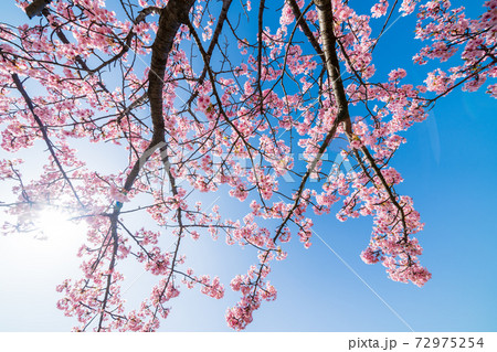 青空と河津桜 青空と河津桜 72975254