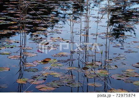 晩秋の黒沢湿原の池に映るガマの茎 72975874