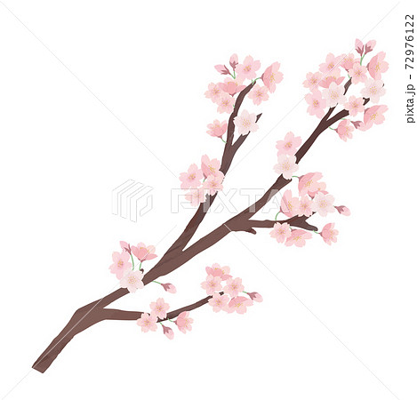 桜 枝 水彩 手描きのイラスト素材