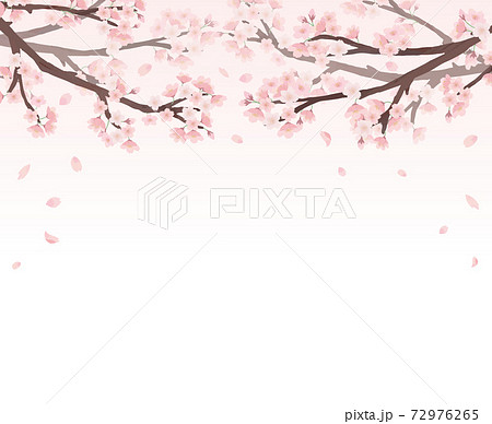 桜 ピンク背景 フレーム 水彩 手描きのイラスト素材 [72976265] - PIXTA