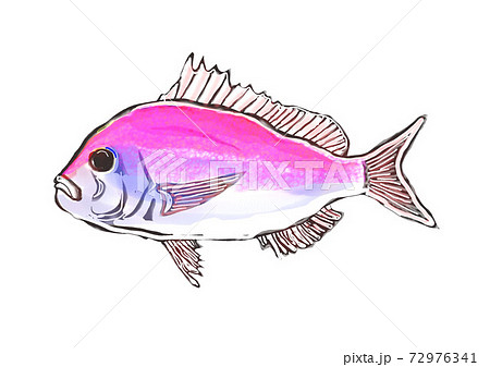 絵手紙風に彩色しました 72976341