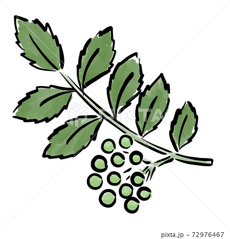 山椒 筆 イラスト 水彩 手描きのイラスト素材 72976467 Pixta