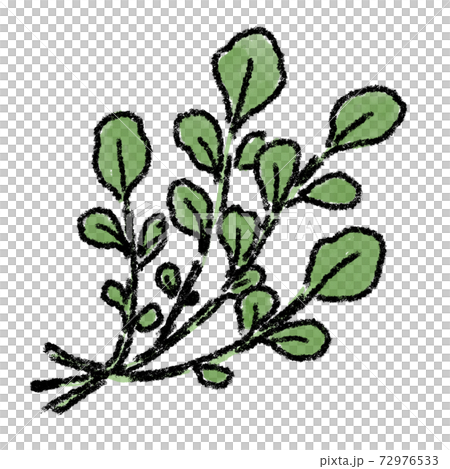 Watercress watercolor illustration hand drawn Watercress watercolor illustration hand drawn 72976533