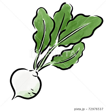 かぶ イラスト 筆 水彩 手描きのイラスト素材