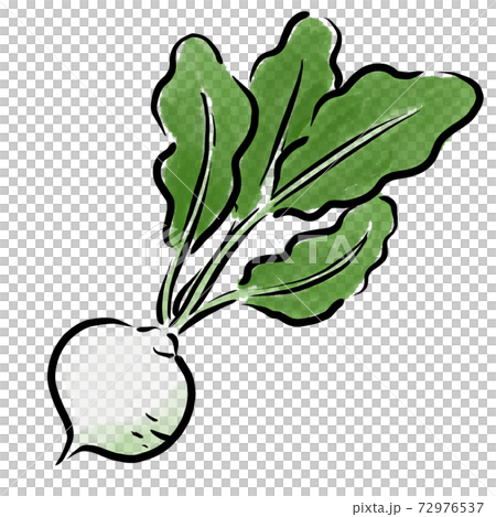 かぶ イラスト 筆 水彩 手描きのイラスト素材 [72976537] - PIXTA