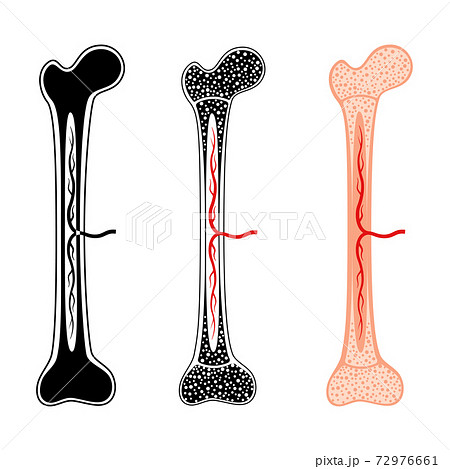 Human internal organs Human internal organs 72976661