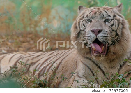 トラ 虎 タイガー 72977006