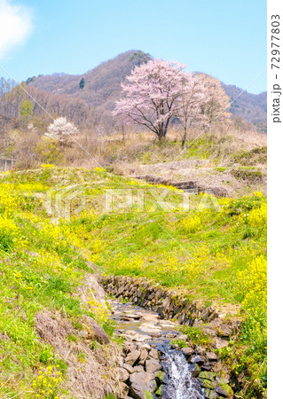 山村の春 72977803