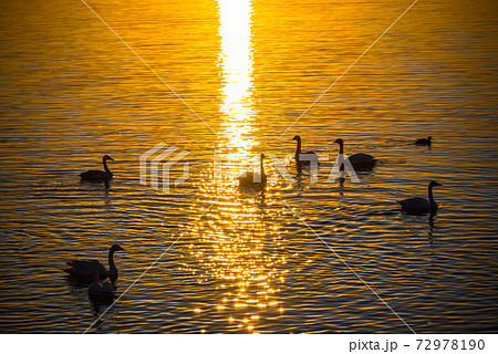 白鳥の飛来地　多々良沼　群馬館林市 72978190